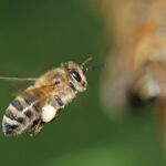 bee, beehive, beekeeper, insect, beekeeping, honey bees, collect, bee, beehive, beehive, beehive, beehive, beehive, beekeeper, beekeeper, beekeeping, beekeeping