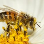 bee, honey bee, insect, fauna, bloom, pollen, pollination, close up, macro, world bee day, bee, bee, bee, bee, bee