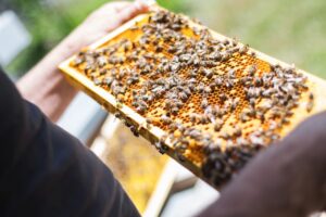 bees, honeycomb, beekeeper, beekeeping, honey bees, beehives, honeycomb, honeycomb, beekeeper, beekeeper, beekeeper, beekeeper, beekeeping, beekeeping, beekeeping, beekeeping, beekeeping