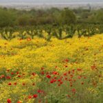 A picturesque wildflower field with yellow and red blooms in Chumlaki, Georgia, showcasing natural beauty.