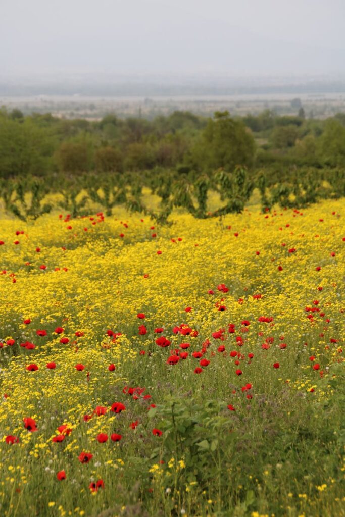 A picturesque wildflower field with yellow and red blooms in Chumlaki, Georgia, showcasing natural beauty.