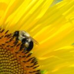 Close-up of a bee collecting pollen on a bright yellow sunflower, capturing nature's beauty.