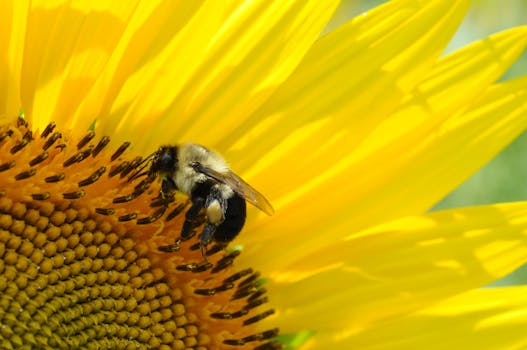 Close-up of a bee collecting pollen on a bright yellow sunflower, capturing nature's beauty.