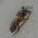 Detailed macro shot of a bee on a rough surface, highlighting its features and texture.
