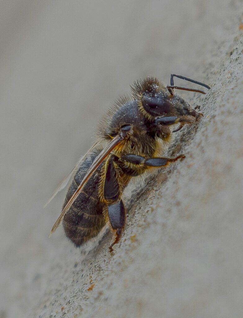 Detailed macro shot of a bee on a rough surface, highlighting its features and texture.
