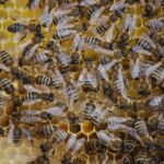Close-up view of bees working in a honeycomb, showcasing the intricate hive structure.